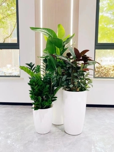 余姚盆景出租价格全解析，别错过这个关键信息！